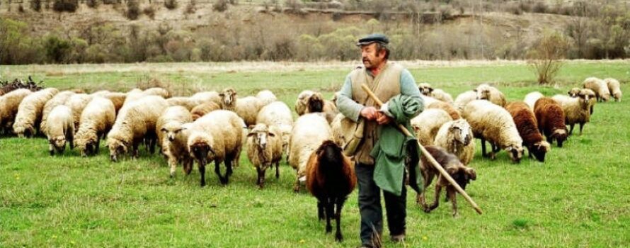 Κι επίσημα απαλλαγμένη η Ελλάδα από την πανώλη των μικρών μηρυκαστικών