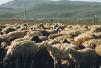 ΕΘΕΑΣ: SOS για τη Λέσβο