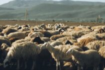 ΕΘΕΑΣ: SOS για τη Λέσβο