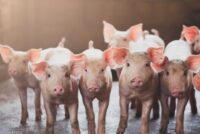 Γερμανία: Μπλόκο στη σήμανση ζώων