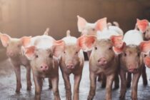 Γερμανία: Μπλόκο στη σήμανση ζώων