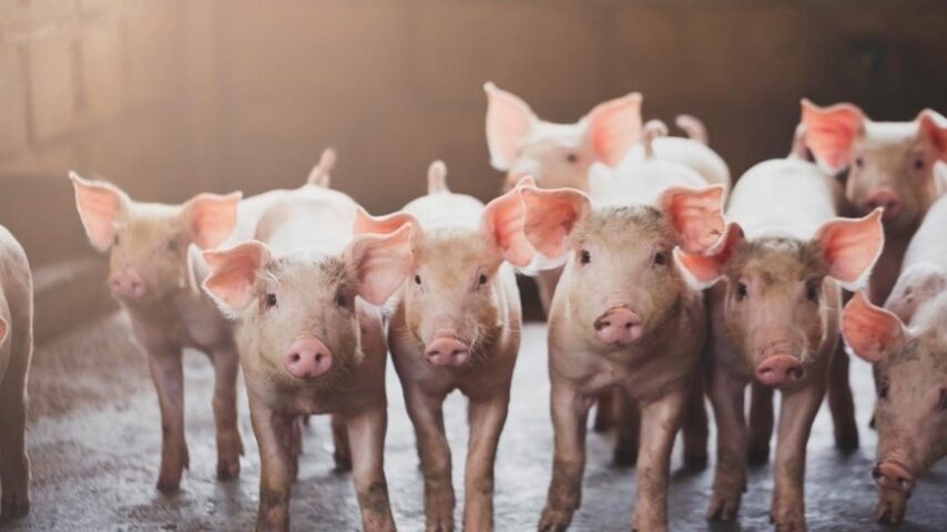 Γερμανία: Μπλόκο στη σήμανση ζώων