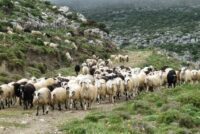 «Στο στόχαστρο» οι κτηνοτρόφοι – Αντιδράσεις για συλλήψεις και βόσκηση