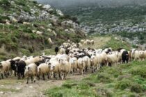 «Στο στόχαστρο» οι κτηνοτρόφοι – Αντιδράσεις για συλλήψεις και βόσκηση