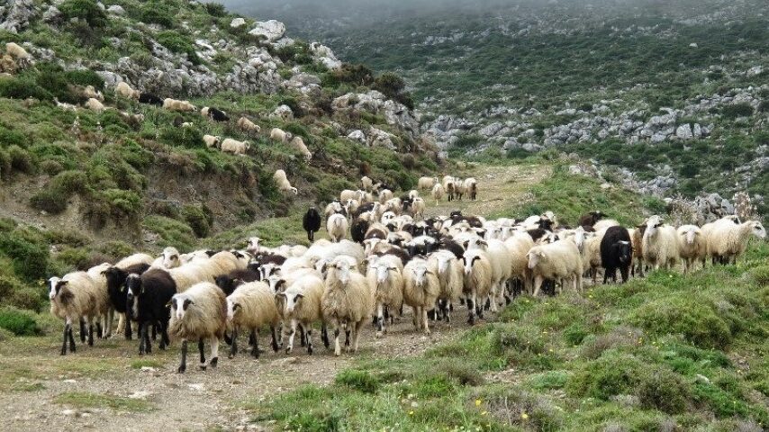 «Στο στόχαστρο» οι κτηνοτρόφοι – Αντιδράσεις για συλλήψεις και βόσκηση