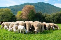 Στο δρόμο οι αγρότες της Λέσβου