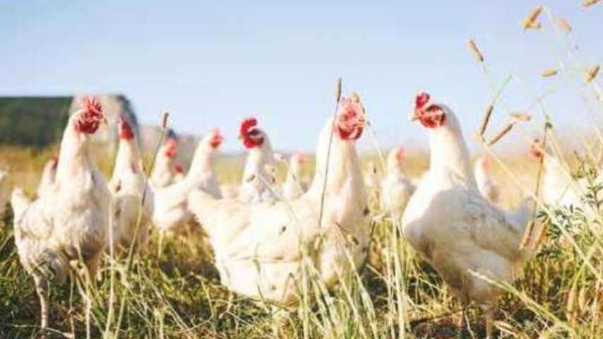 Η ελληνική πτηνοτροφία με αριθμούς – Αφιέρωμα στο Meat News Ιουνίου