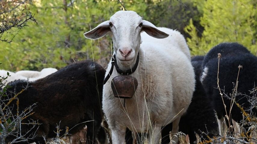 Φόβοι για σαρωτικούς ελέγχους