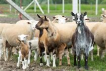 Ευλογιά-αφθώδης: Πάνω από μισό εκατομμύριο απώλειες