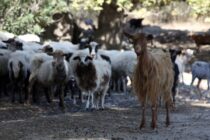 Συναγερμός στις Σέρρες για νέο κρούσμα ευλογιάς