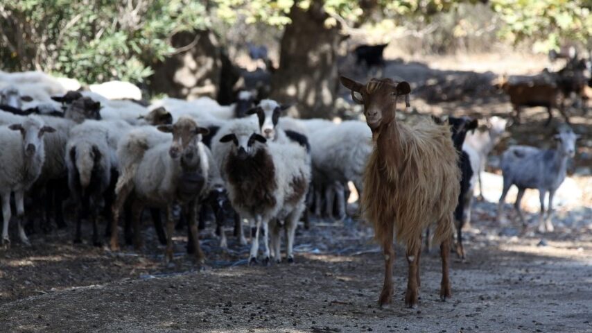 Συναγερμός στις Σέρρες για νέο κρούσμα ευλογιάς