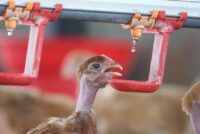 Γαλλία: Ο καύσωνας απειλεί την πτηνοτροφία