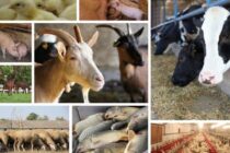 Η Ε.Ε. επενδύει στην κτηνοτροφία
