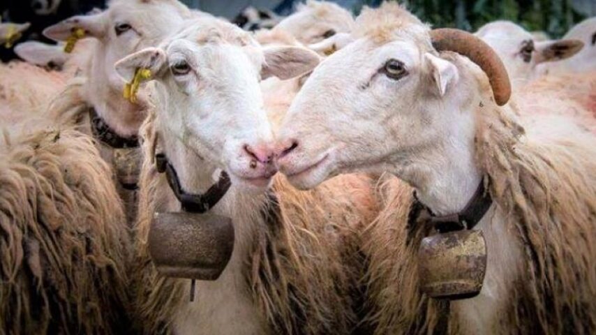 Λέσβος: Πάνω από 4,7 εκατ. ευρώ για τον αφθώδη