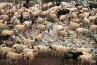 Ζώνες μάχης για τη Λέσβο
