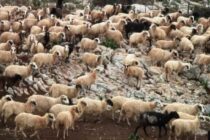 Ζώνες μάχης για τη Λέσβο