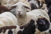 Αποζημιώσεις 4,2 εκατ. στους πληγέντες κτηνοτρόφους