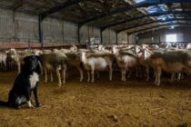 Λέσβος: Τα 7 εκατ. και ο δύσκολος λογαριασμός