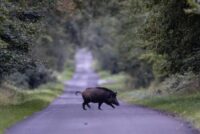 Φινλανδία: Συναγερμός για πανώλη