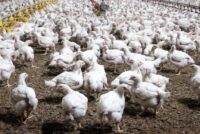 Διεθνής τάση υπέρ των πουλερικών