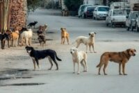 Θάσος: Αδέσποτες αγέλες σκύλων – Ένα πρόβλημα που μεγαλώνει