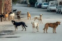 Θάσος: Αδέσποτες αγέλες σκύλων – Ένα πρόβλημα που μεγαλώνει