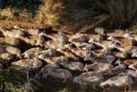 Νέες κινητοποιήσεις κτηνοτρόφων στη Λέσβο
