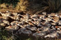Νέες κινητοποιήσεις κτηνοτρόφων στη Λέσβο