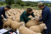 Κύπρος: Σχέδιο 610 εκατ. για την κτηνοτροφία έως το 2038
