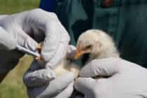 EFSA: Πέντε απλά μέτρα βιοασφάλειας για τη γρίπη των πτηνών