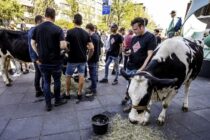 Ολλανδία: Τρακτέρ στους δρόμους για την κτηνοτροφία
