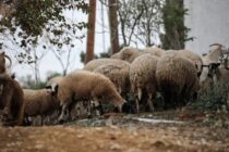 18 εστίες ευλογιάς στην Πρέβεζα
