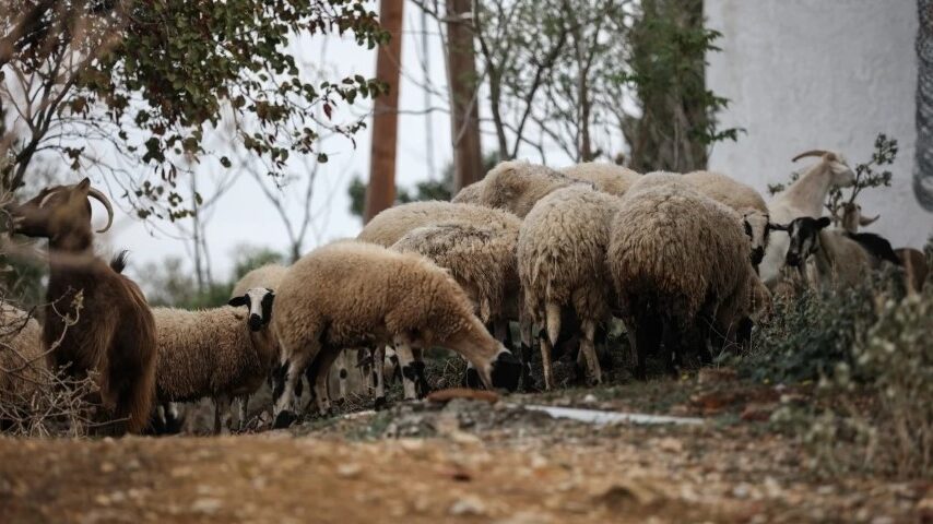 18 εστίες ευλογιάς στην Πρέβεζα