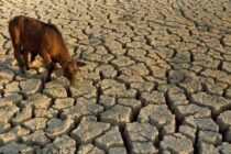 Η ζέστη και η ξηρασία πιέζουν την κτηνοτροφία