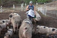 Αλλαγές στη στήριξη των χοιροτρόφων