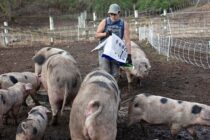 Αλλαγές στη στήριξη των χοιροτρόφων