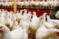 Γαλλία: 10 εκατ. ευρώ για την πτηνοτροφία – Αποζημιώσεις για τη γρίπη των πτηνών