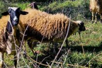 7,73 εκατ. ευρώ για 46.124 ζώα στη Λέσβο