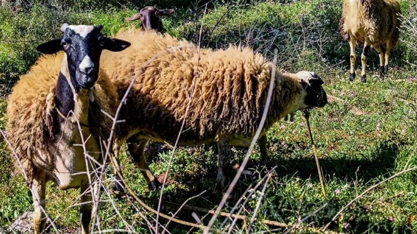 7,73 εκατ. ευρώ για 46.124 ζώα στη Λέσβο