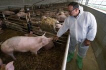 12,5 εκατ. για την πανώλη των χοίρων στην Ιταλία από την Ε.Ε.
