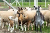 Ερώτηση ανεξάρτητων βουλευτών για τα οροθετικά ζώα