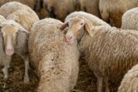 Αγ. Κωνσταντίνος Φαρσάλων: Κρυφές μονάδες, μεγάλος κίνδυνος ευλογιάς
