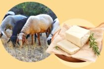 Ευλογιά: Τι θα γίνει με τα κοπάδια που έχουν αντισώματα;