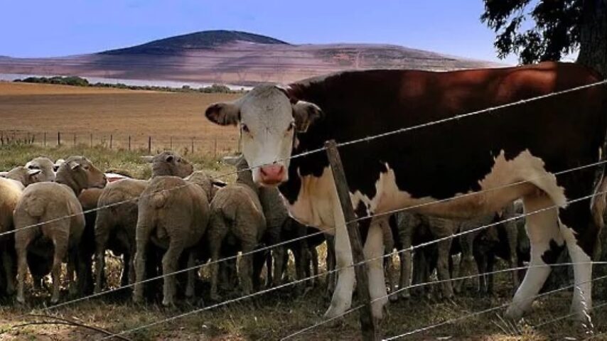 Μικρή πτώση στις τιμές παραγωγού