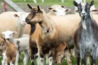 496.000 αιγοπρόβατα θανατώθηκαν – Ερώτηση του ΣΥΡΙΖΑ στη Βουλή