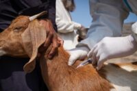 Πανεπιστημιακή Γεωτεχνικών: Εμβολιασμός αντί θανάτωση