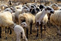Νέο κρούσμα ευλογιάς στις Σέρρες σε μονάδα με 223 πρόβατα