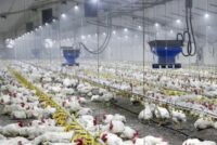 Στα Ιωάννινα η ημερίδα για την πτηνοτροφία – 8 και 9 Οκτωβρίου