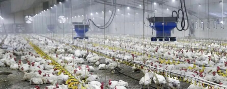 Στα Ιωάννινα η ημερίδα για την πτηνοτροφία – 8 και 9 Οκτωβρίου